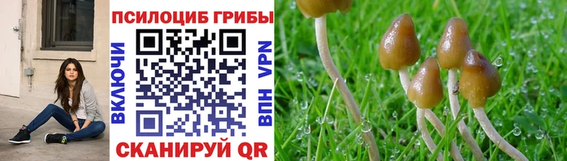 Псилоцибиновые грибы прущие грибы  Приволжский 